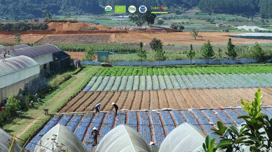 bột rau củ tổng hợp