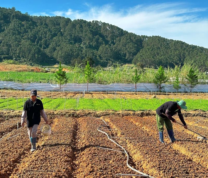 bột rau má organic