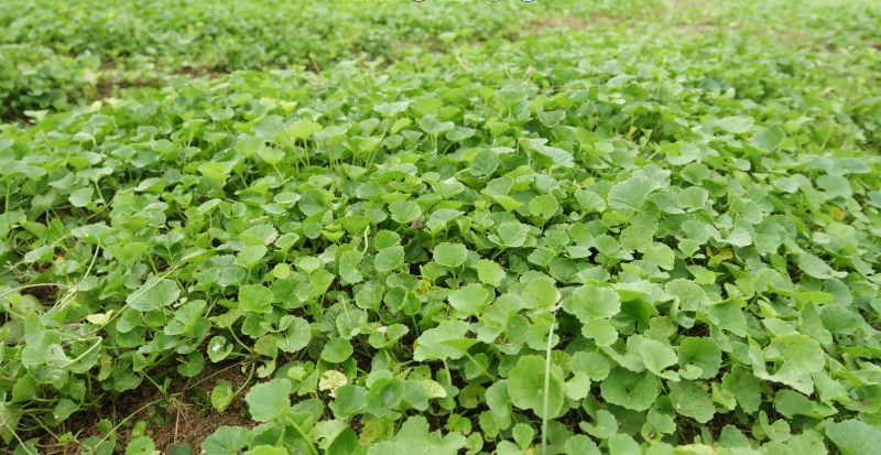 bột rau má