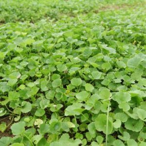 bột rau má sấy lạnh