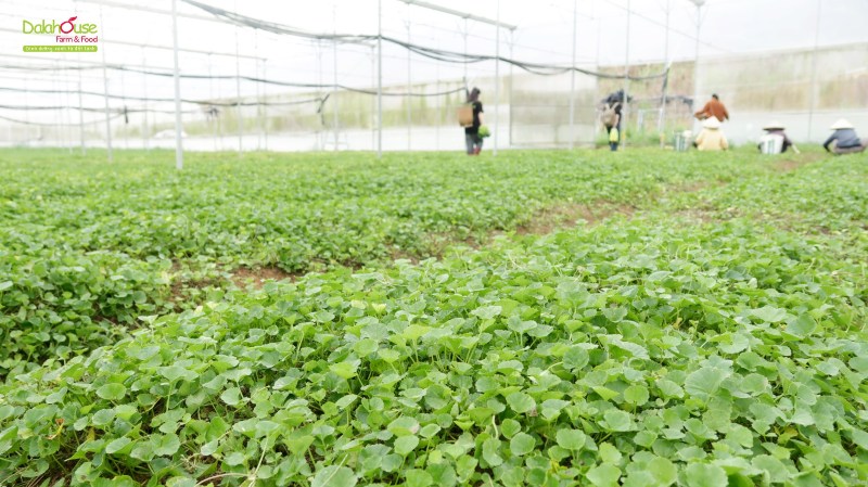 bột rau má hữu cơ sấy lạnh