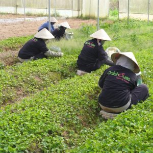 bột rau má