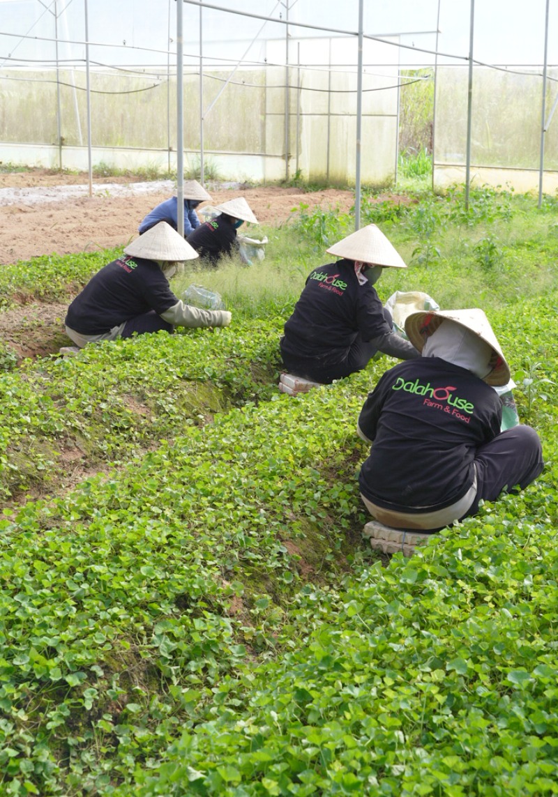 bột rau má