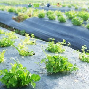 banner windy food