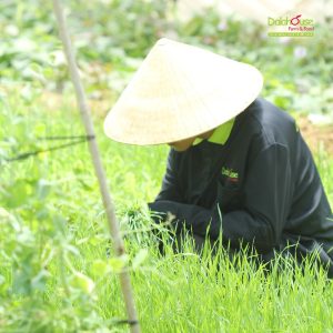 bột cỏ lúa mì