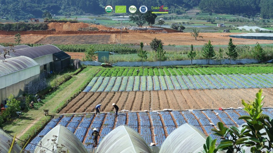 bột cỏ lúa mì