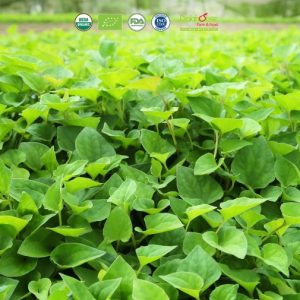 bột diếp cá sấy lạnh