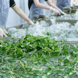 bột diếp cá sấy lạnh