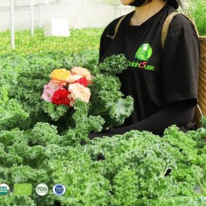 bột cải xoăn