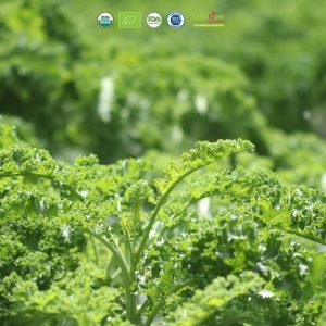 bột cải xoăn sấy lạnh