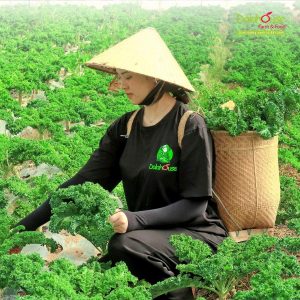 Bột cải xoăn hưu cơ