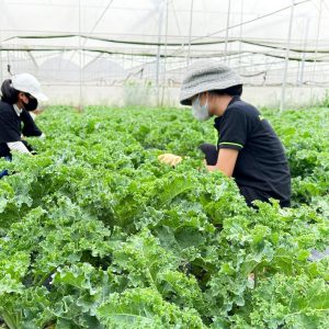 bột cải xoăn hữu cơ