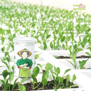 bột cải bó xôi bina
