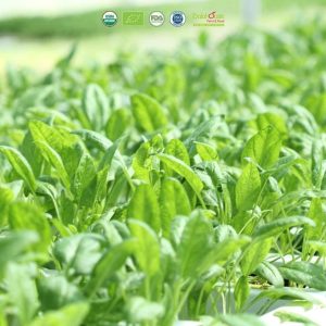 bột cái bó xôi hữu cơ