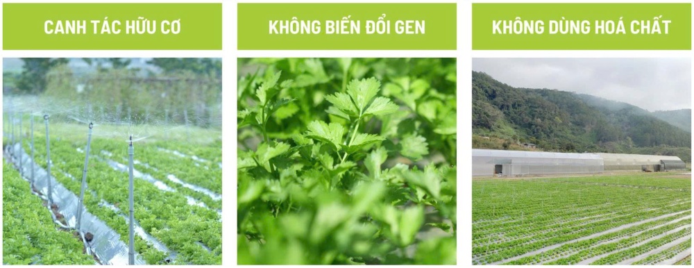 bột cần tây sấy lạnh
