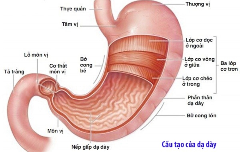 smart a chữa dạ dày
