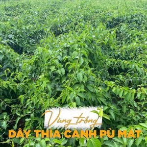 trà dây thìa canh