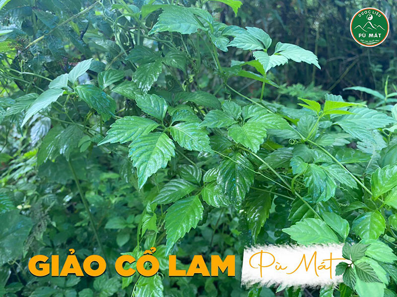 trà giảo cổ lam