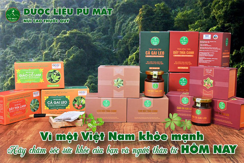 trà giảo cổ lam túi lọc