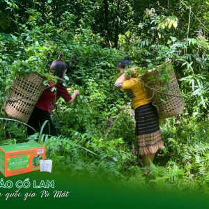 trà giảo cổ lam