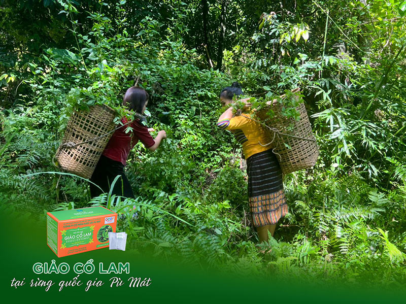 trà giảo cổ lam