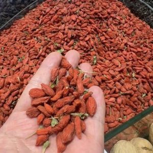 Kỷ Tử Ninh Hạ Mộc [500g]