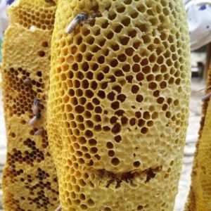 mật ong rừng tây bắc