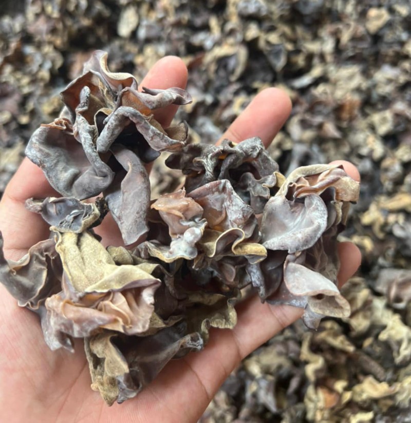 mộc nhĩ rừng tây bắc