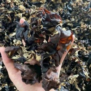 mộc nhĩ rừng tây bắc