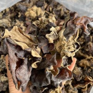 mộc nhĩ rừng tây bắc