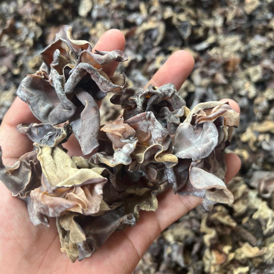 mộc nhĩ rừng tây bắc