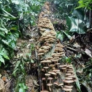 nấm hương rừng tây bắc