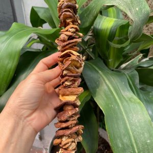 nấm hương rừng tây bắc