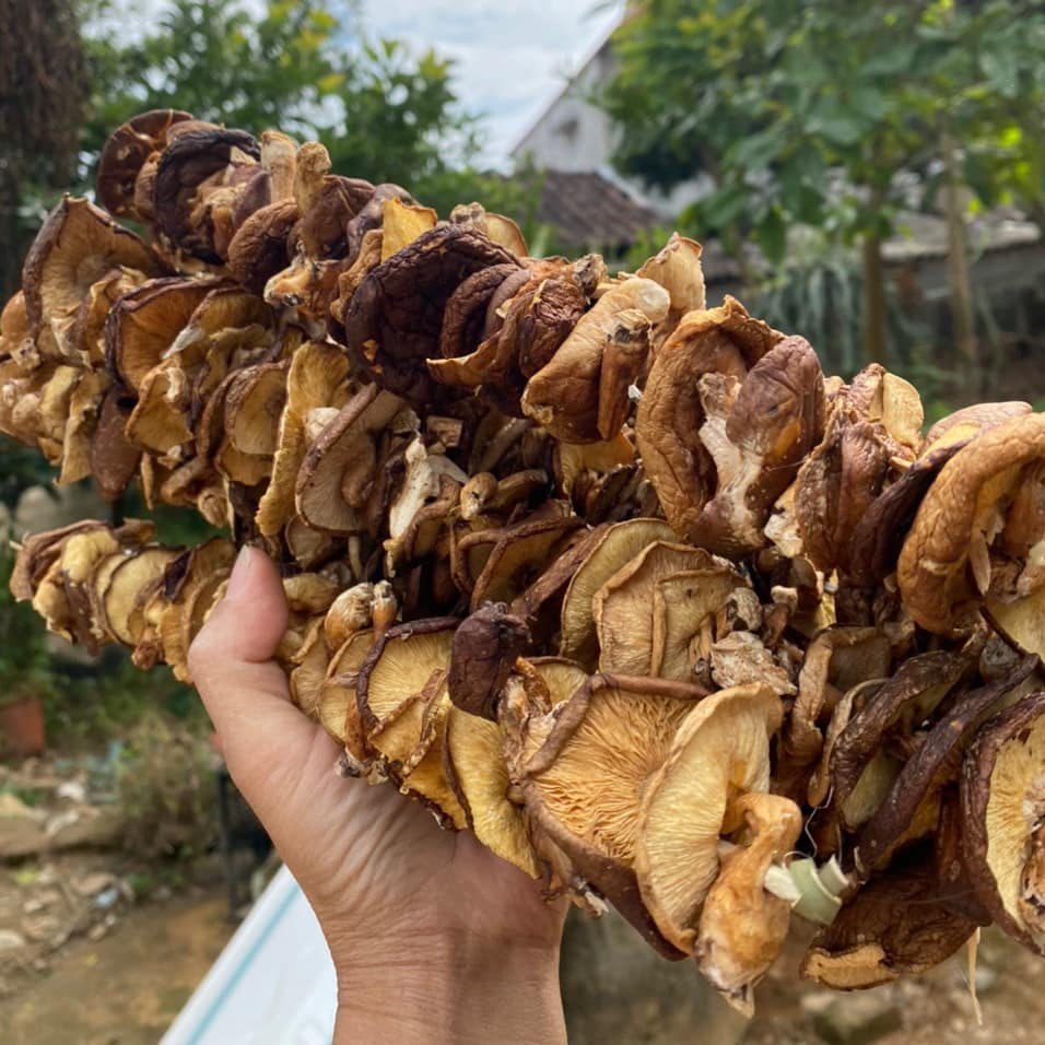 nấm hương rừng